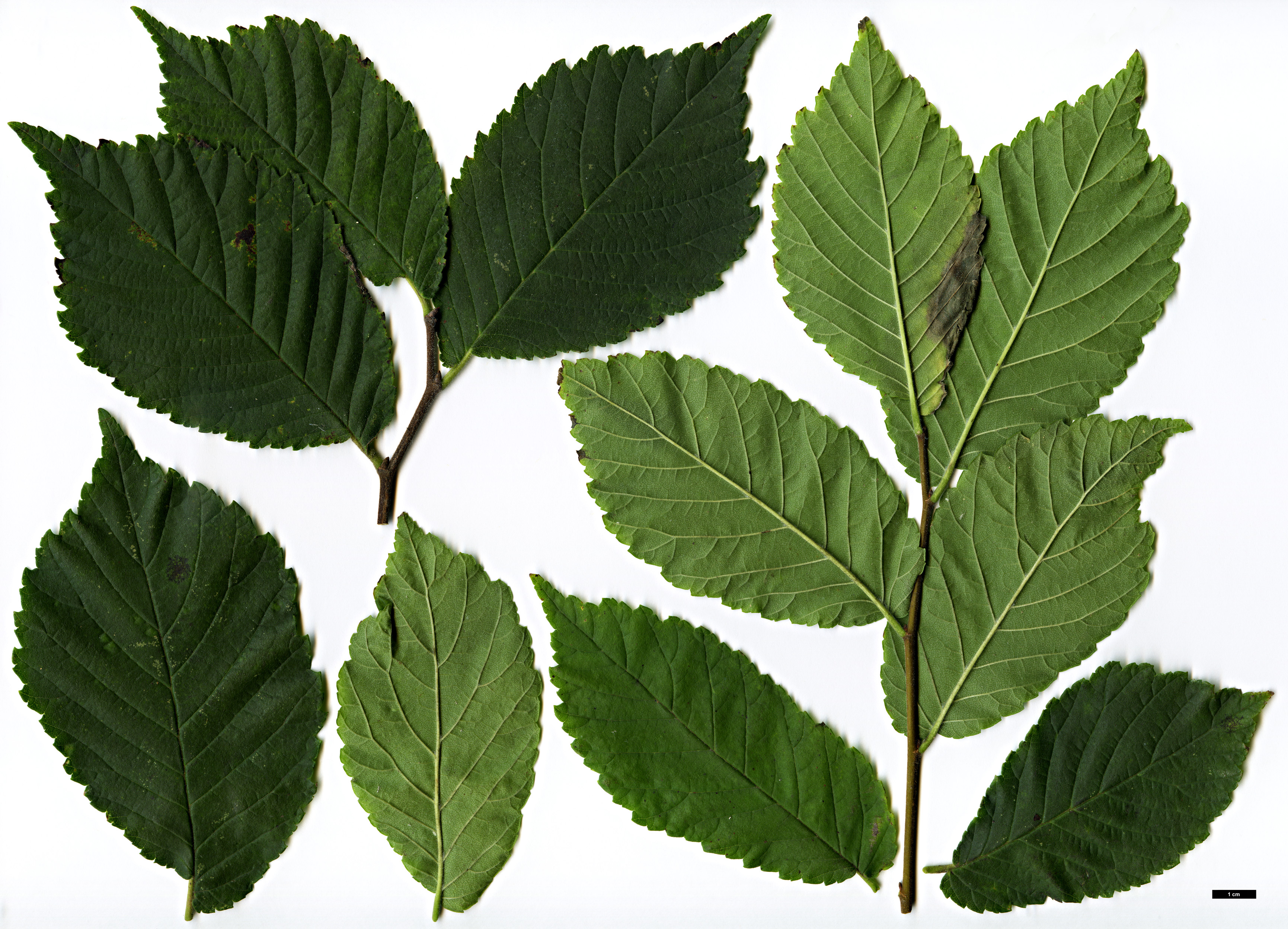 High resolution image: Family: Ulmaceae - Genus: Ulmus - Taxon: ×hollandica - SpeciesSub: 'Belgica' (U.glabra × U.minor)
